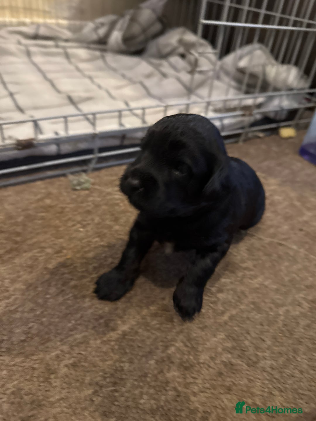 Mixed Breed dogs for sale: 8 Springer mix Puppies - Advert 15