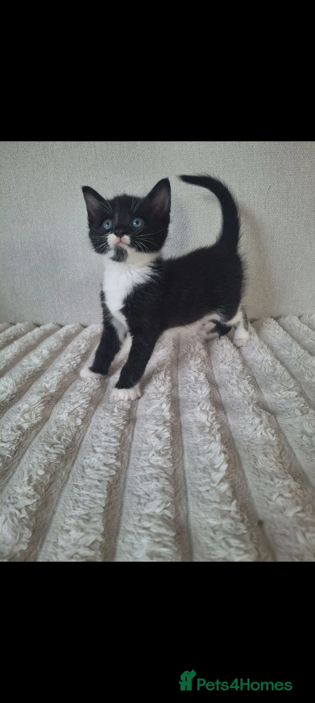 Mixed Breed cats for sale: Black and White Kittens for Sale  in Coventry - Advert 2