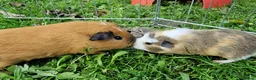 Guinea Pig rodents for sale: California x male 6m and baby boy - Advert 11