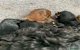 Cocker Spaniel dogs for sale: Show cocker spaniels  - Image 1