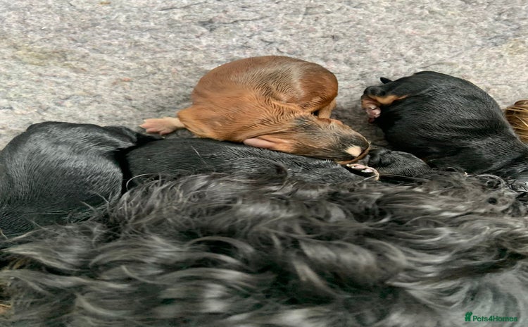 Cocker Spaniel dogs - Advert 16
