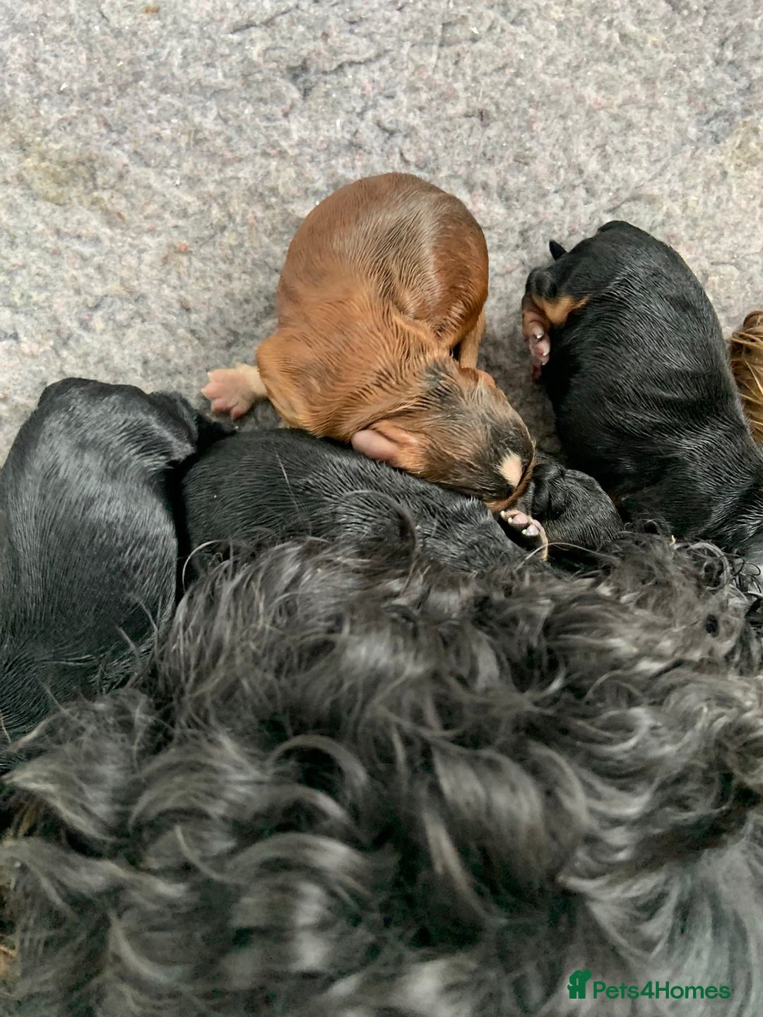 Cocker Spaniel dogs for sale: Show cocker spaniels  - Image 1
