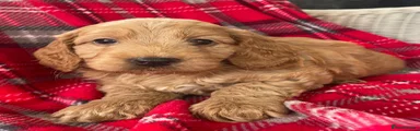 Cockapoo 2