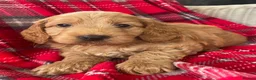 Cockapoo dogs for sale: SHOW TYPE MINIATURE F1 COCKAPOO PUPPIES - Advert 17