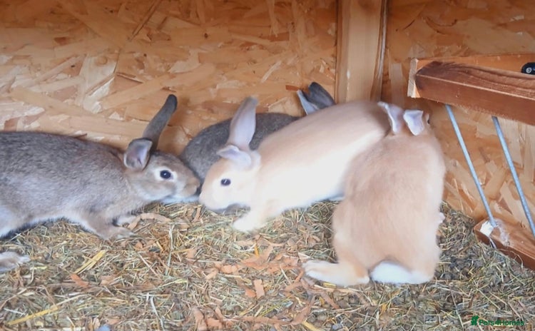 Mixed Breed rabbits - Advert 2