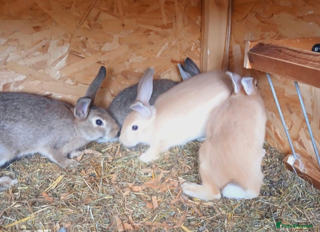 Mixed Breed rabbits for sale: Rabbit  - Image 1