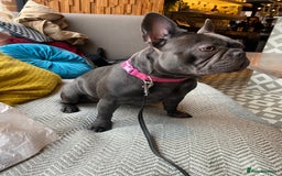 French Bulldog dogs for sale: French Bulldog 4 Boys and 3 girls  - Image 5