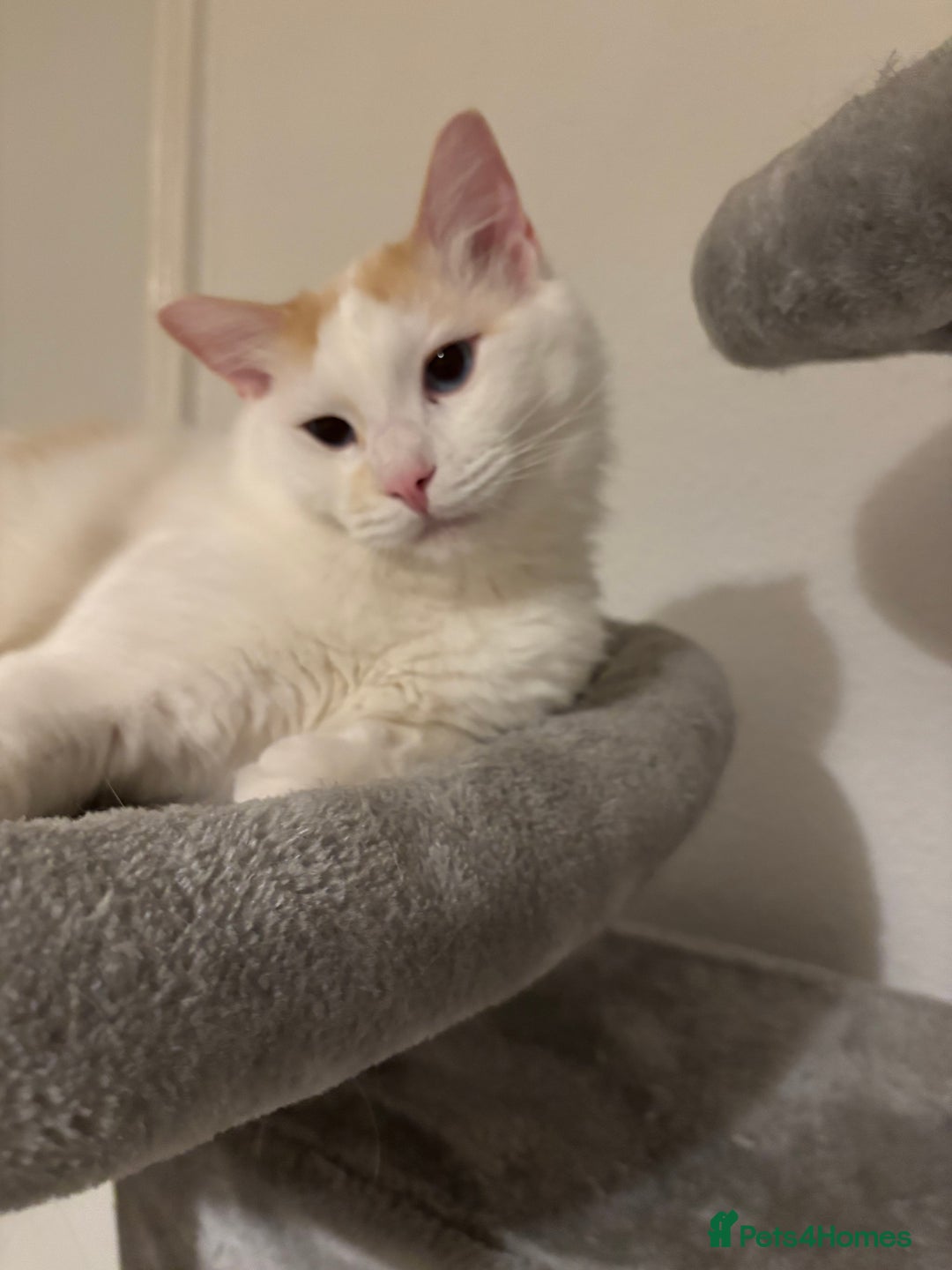 Ragdoll cats for sale: Beautiful ragdoll  - Image 4