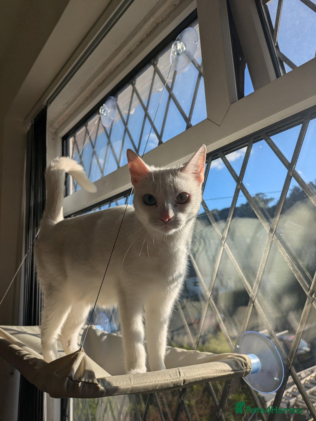 Domestic Shorthair cats for sale: Misty - Image 3