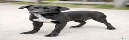 Mixed Breed dogs for adoption:  🐾 BENJI - Lurcher Type Boy Ready to Belong ❤️ - Advert 1