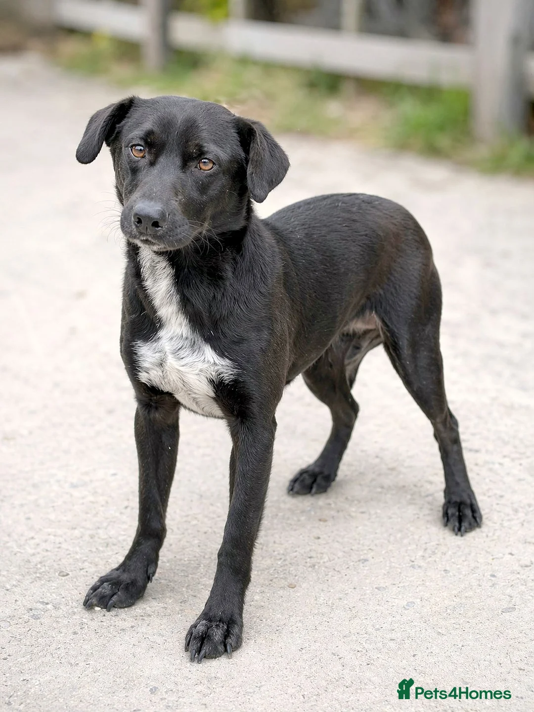 Mixed Breed dogs for adoption:  🐾 BENJI - Lurcher Type Boy Ready to Belong ❤️ - Advert 1