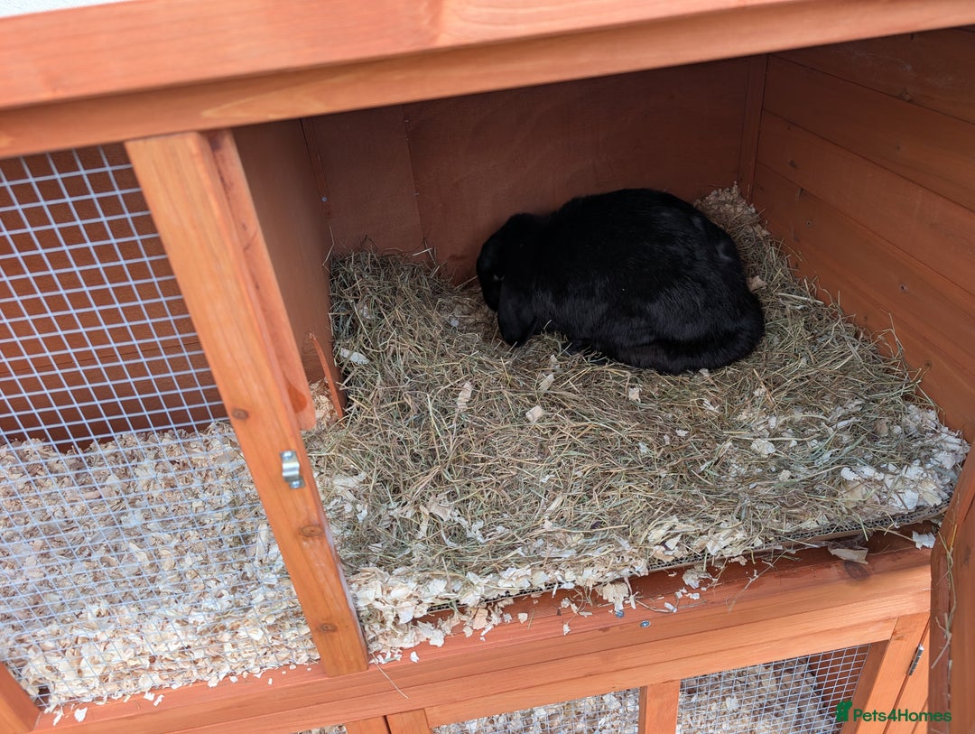 Mini Lop rabbits for sale: Rabbits for sale with everything  - Advert 14