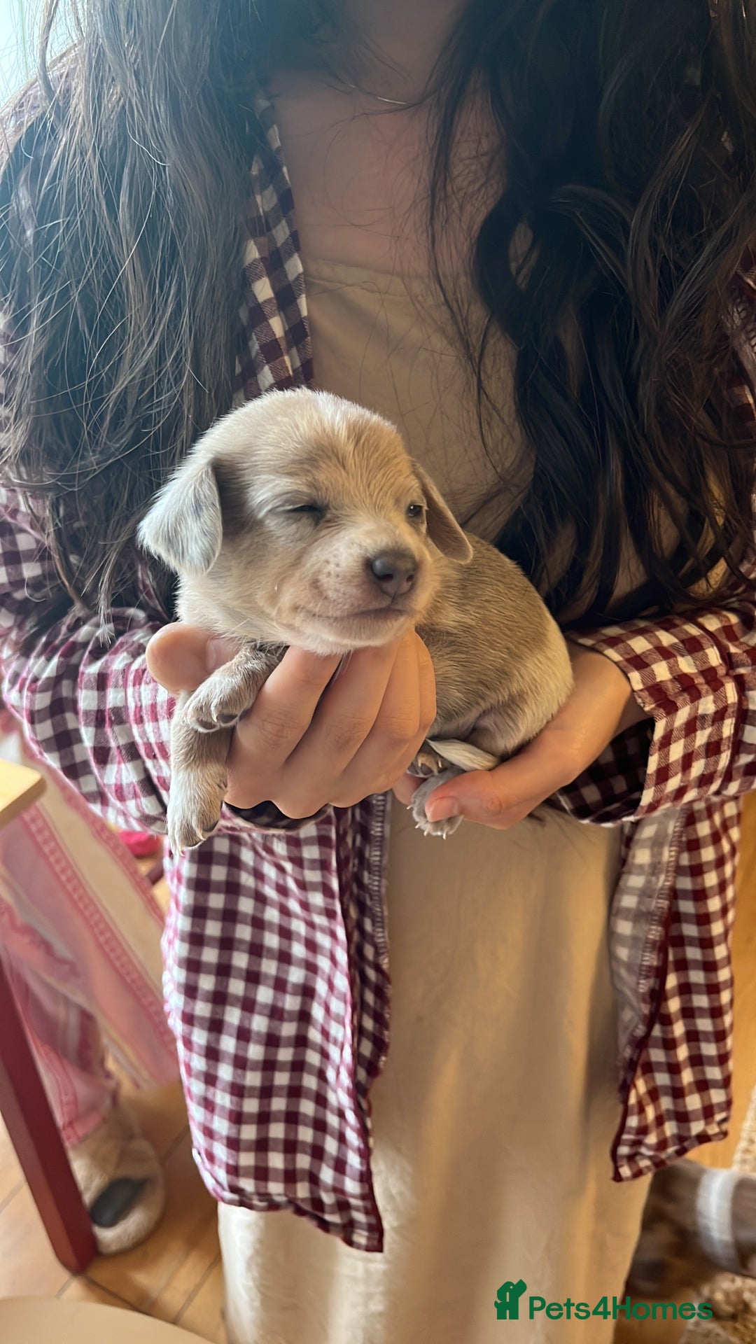 Miniature Dachshund dogs for sale: 💕🐕Beautiful Miniature Dachshund puppies - Image 12