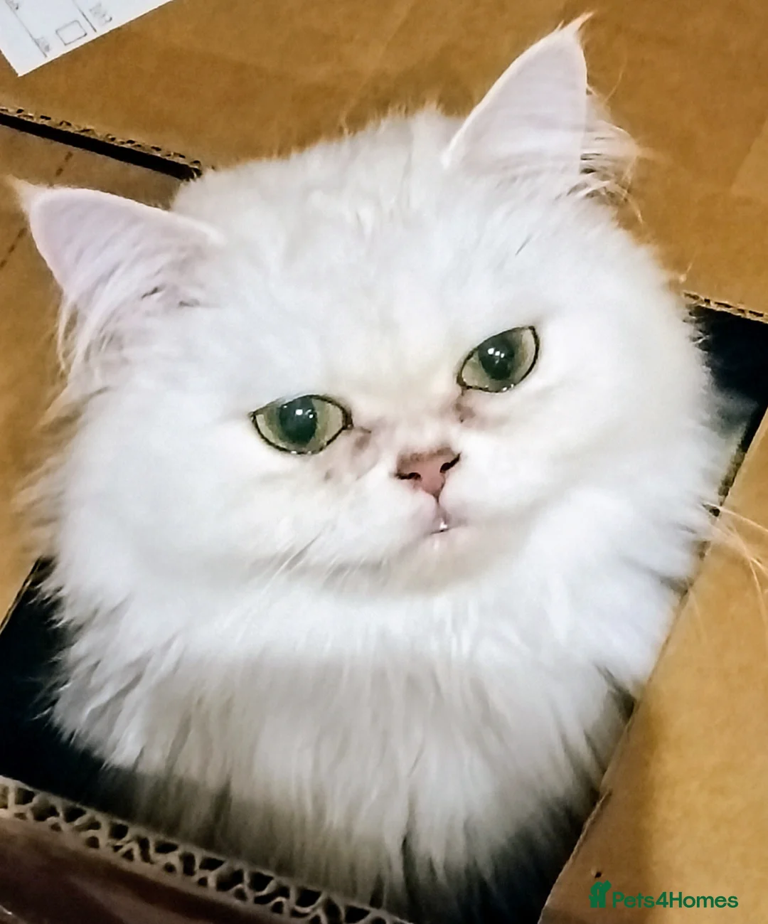 Persian cats for sale: 🍀Tipped Silver girl gentle and affectionate - Advert 1