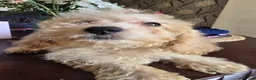 Cavapoo dogs for sale: Adorable Boy available  - Advert 4