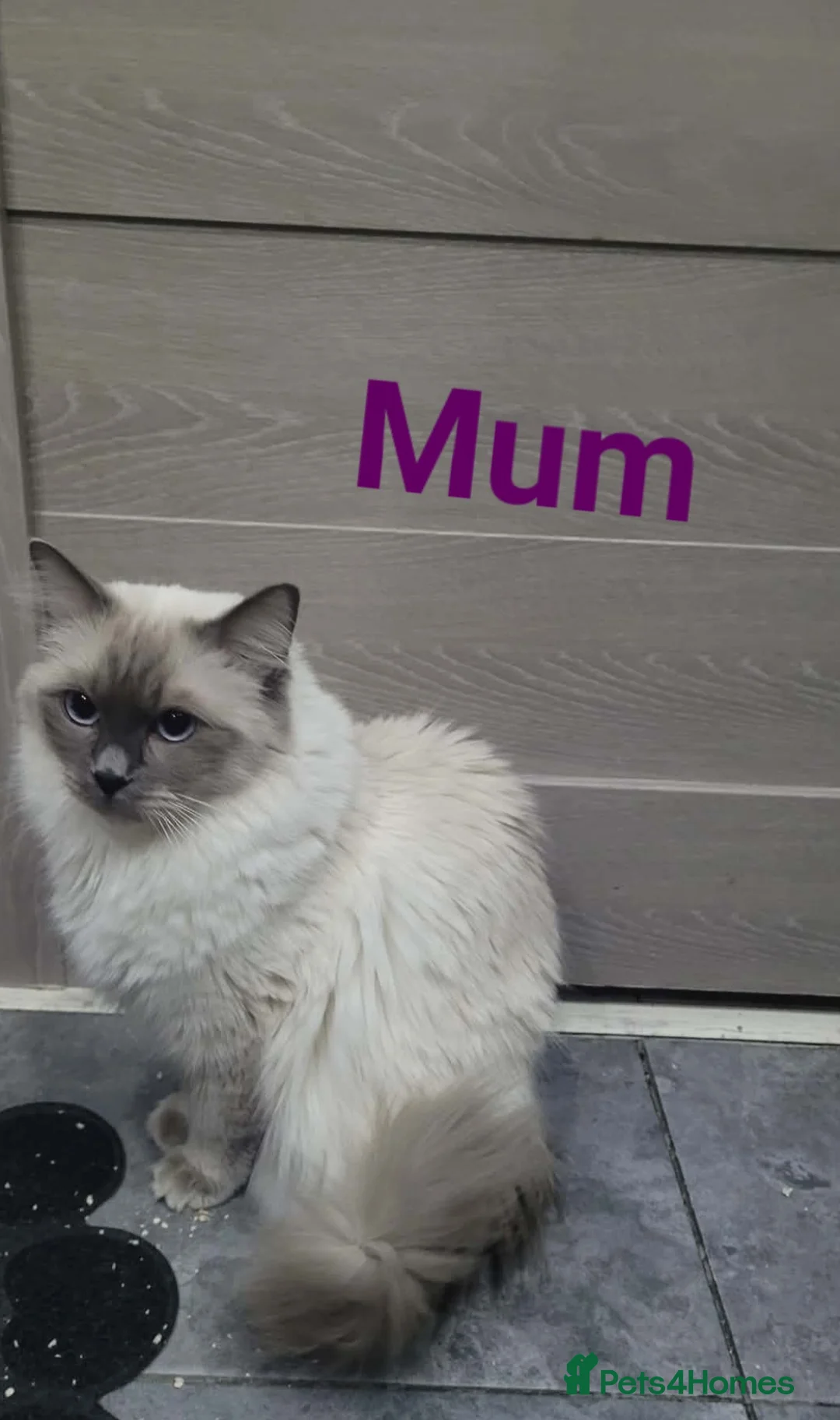 Ragdoll cats for sale: 7 Beautiful Ragdoll Kittens  - Advert 2