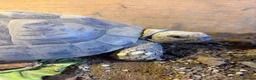 Tortoise reptiles for sale: 2 horsfield tortoise for sale  in Stalybridge - Advert 3