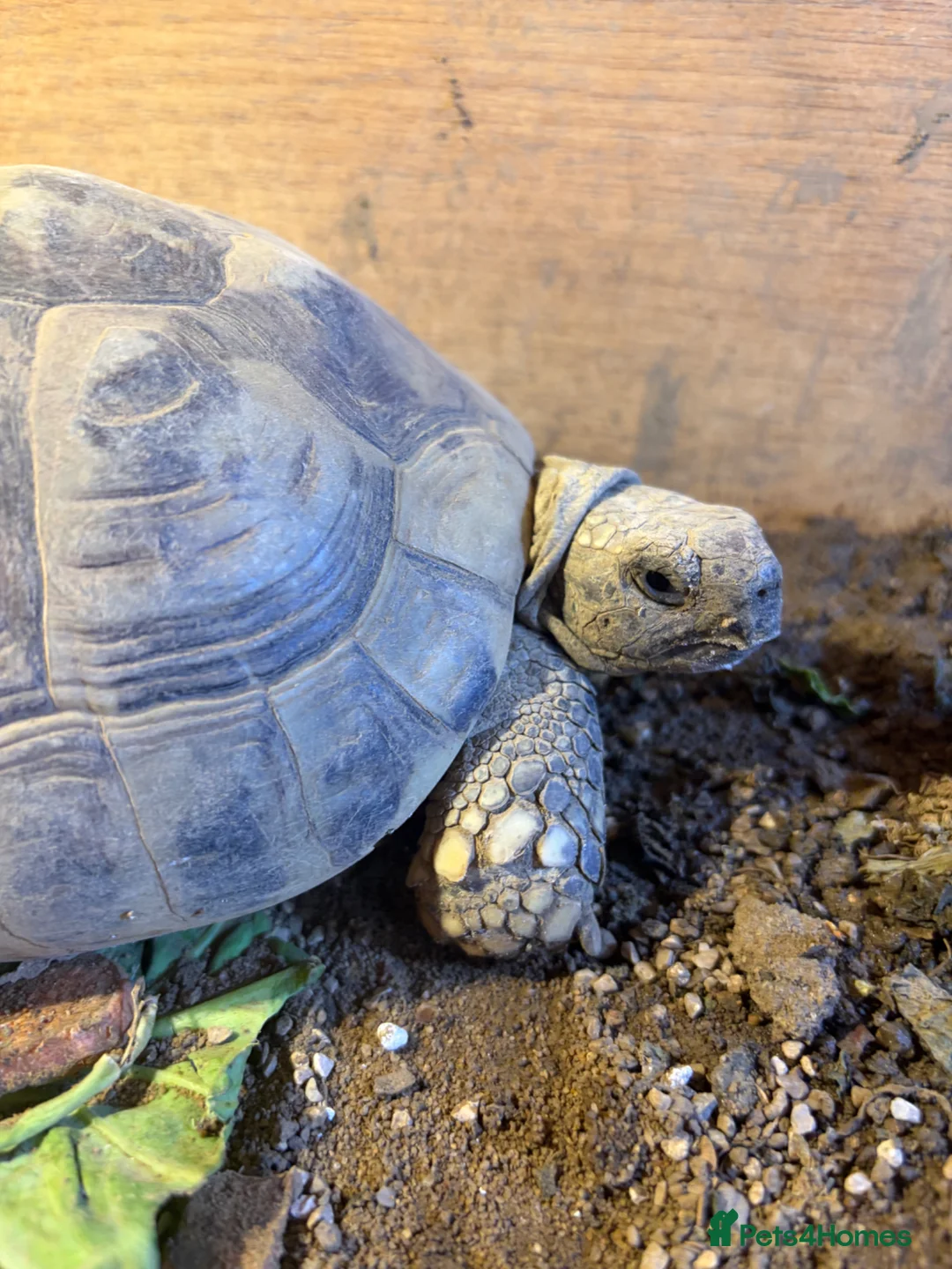 Tortoise reptiles for sale: 2 horsfield tortoise for sale  in Stalybridge - Advert 3