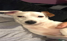 Jack Russell dogs for sale: Jacks need rehoming together  - Advert 4