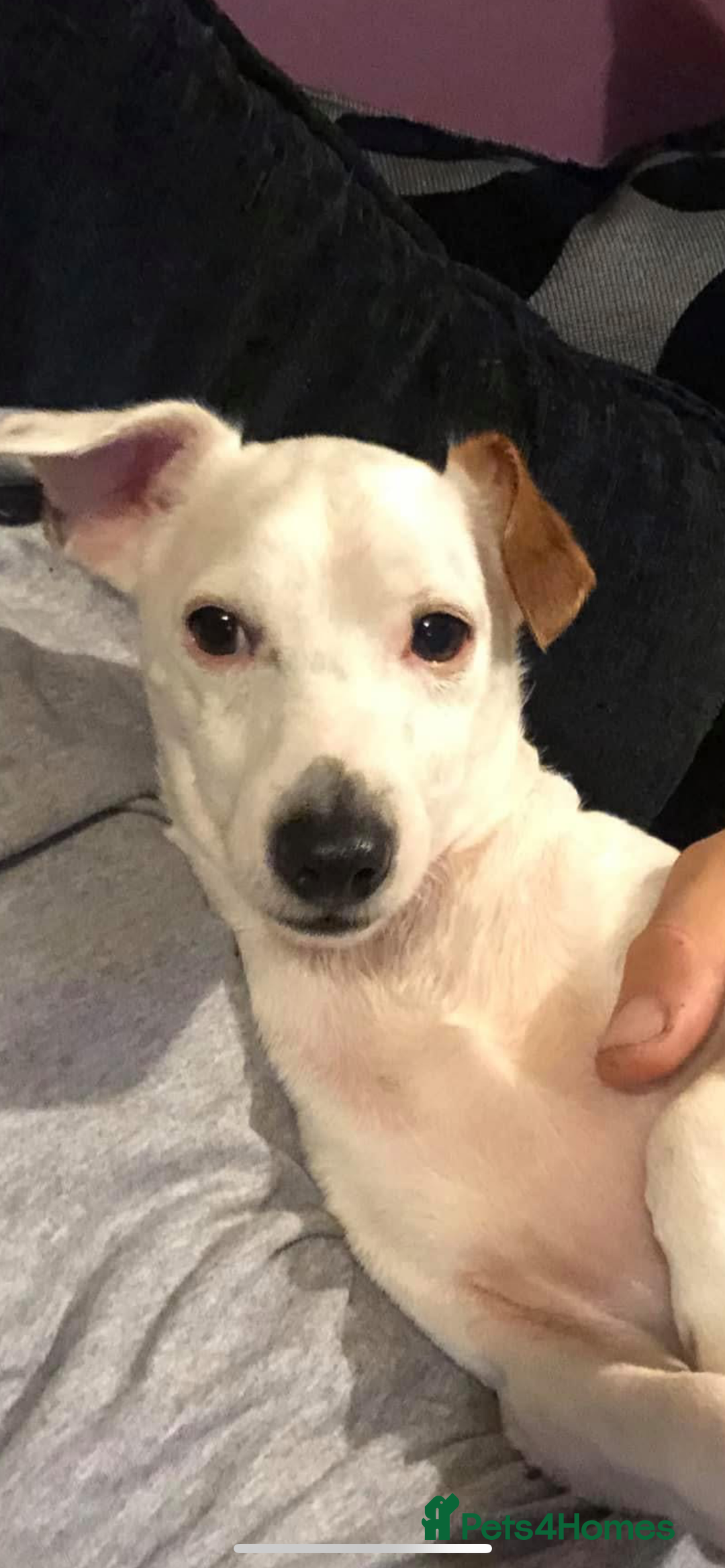 Jack Russell dogs for sale: Jacks need rehoming together  - Advert 4