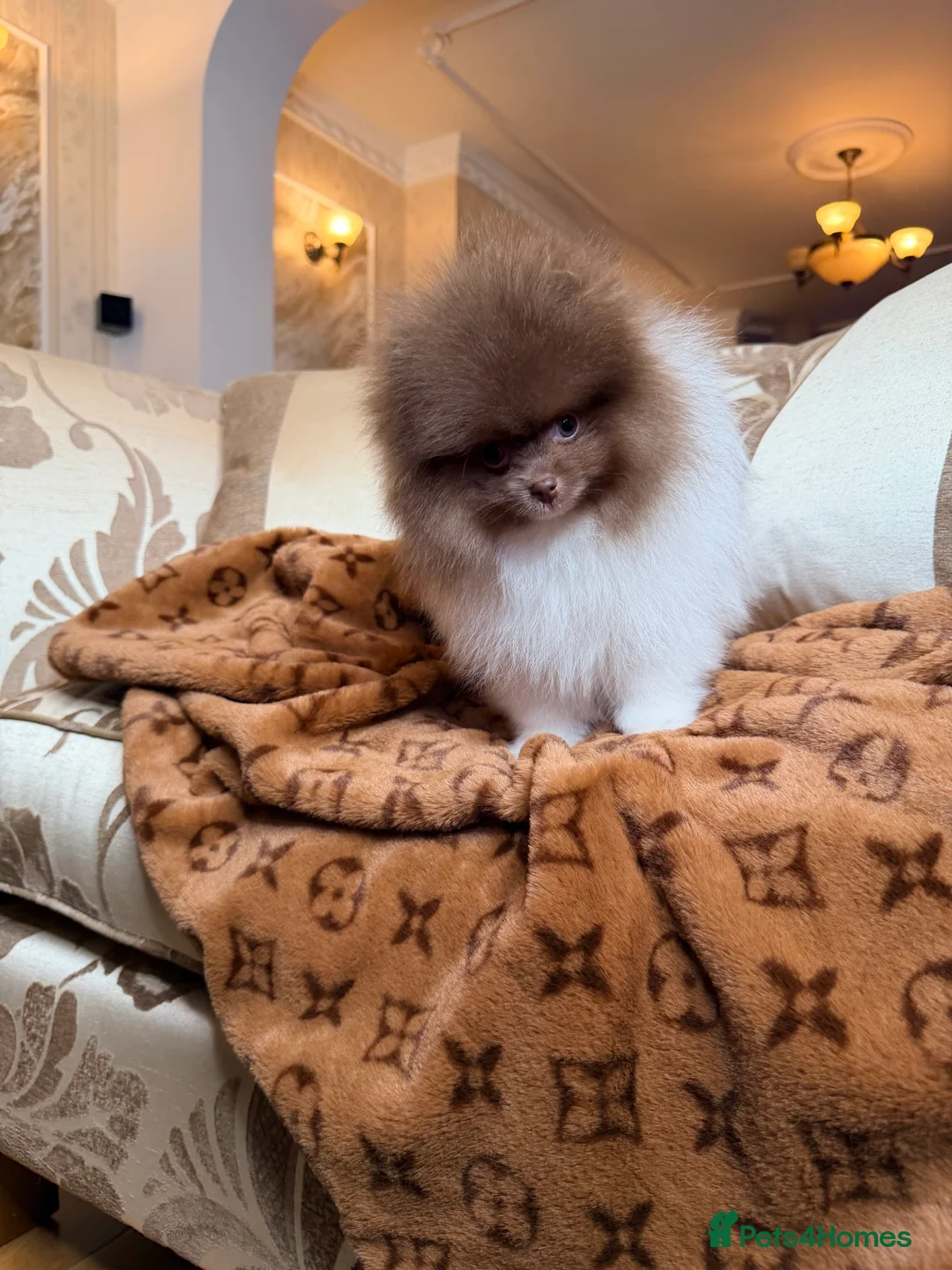 Pomeranian dogs for sale: Exclusive Lilac Party color Pomeranian Boy - Advert 6