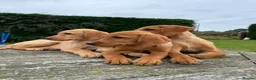 Labrador Retriever dogs for sale: Fox red & Yellow Labrador Puppies  - Advert 2