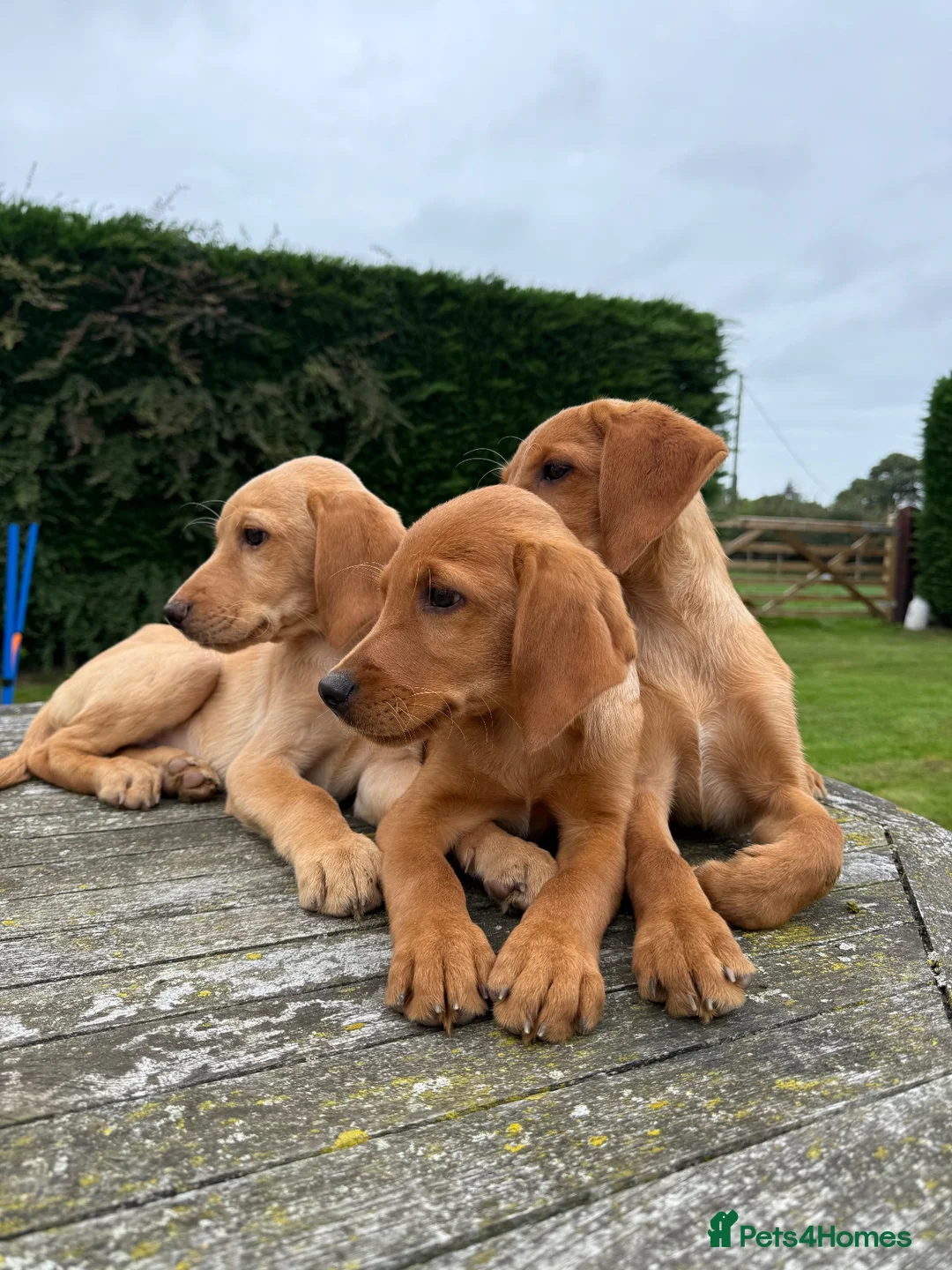 Labrador Retriever dogs for sale: Fox red & Yellow Labrador Puppies  - Advert 2