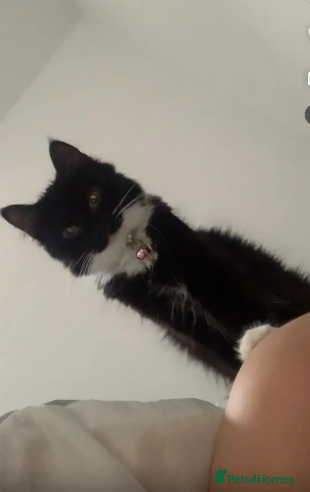 Mixed Breed cats for sale: Two mixed breed female cats to be sold together. in Camberley - Advert 3