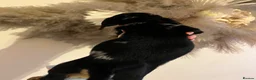 Miniature Dachshund dogs for sale: Miniature dachshunds one girl left - Advert 2