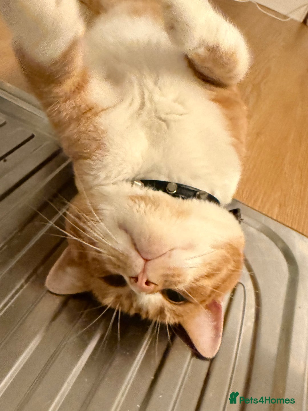 Domestic Shorthair cats for sale: Ginger and white male cat - Advert 3