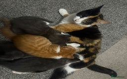 Mixed Breed cats for sale: 4 adorable kittens ready to leave  - Image 5