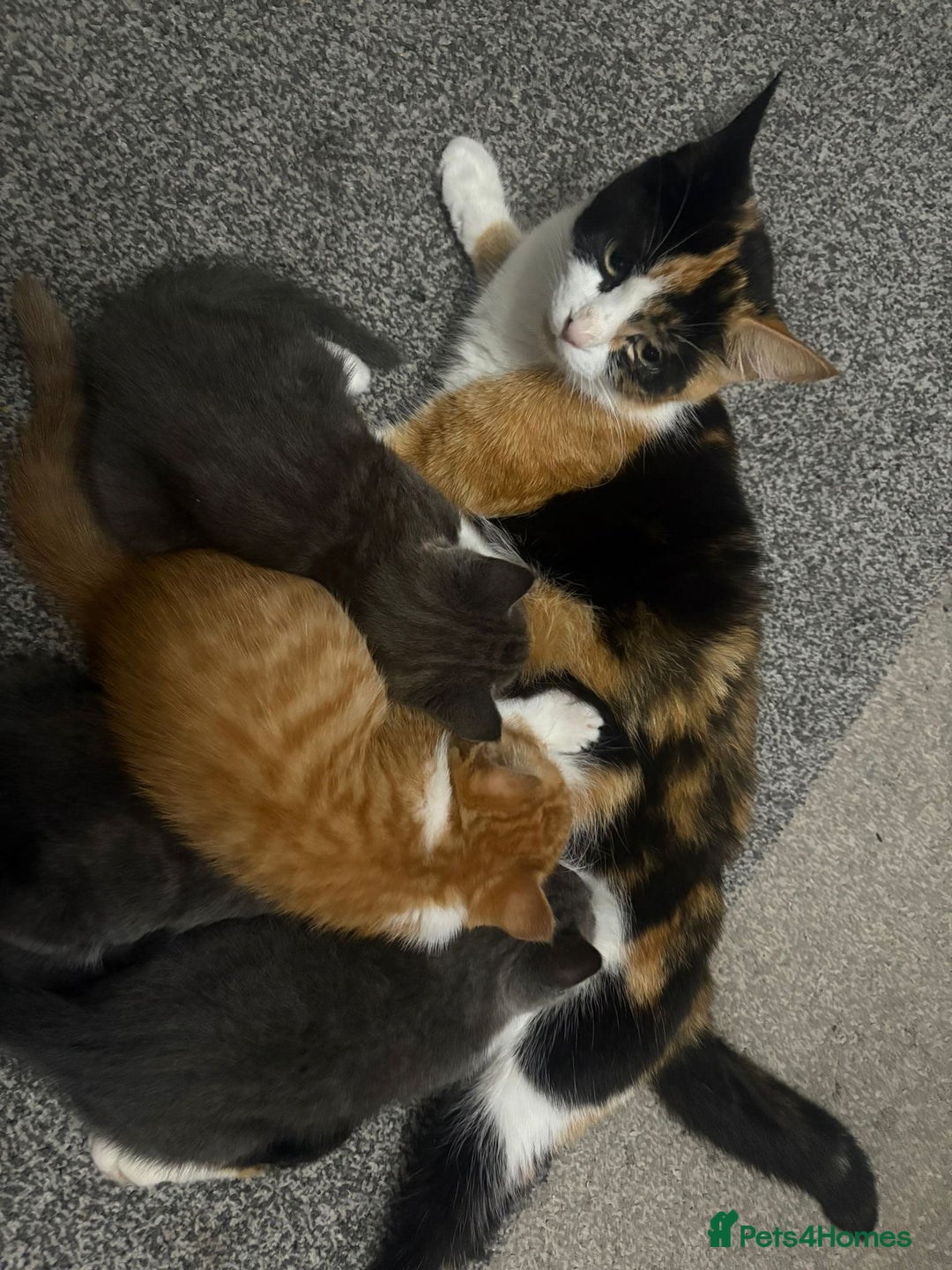 Mixed Breed cats for sale: 4 adorable kittens ready to leave  - Image 5