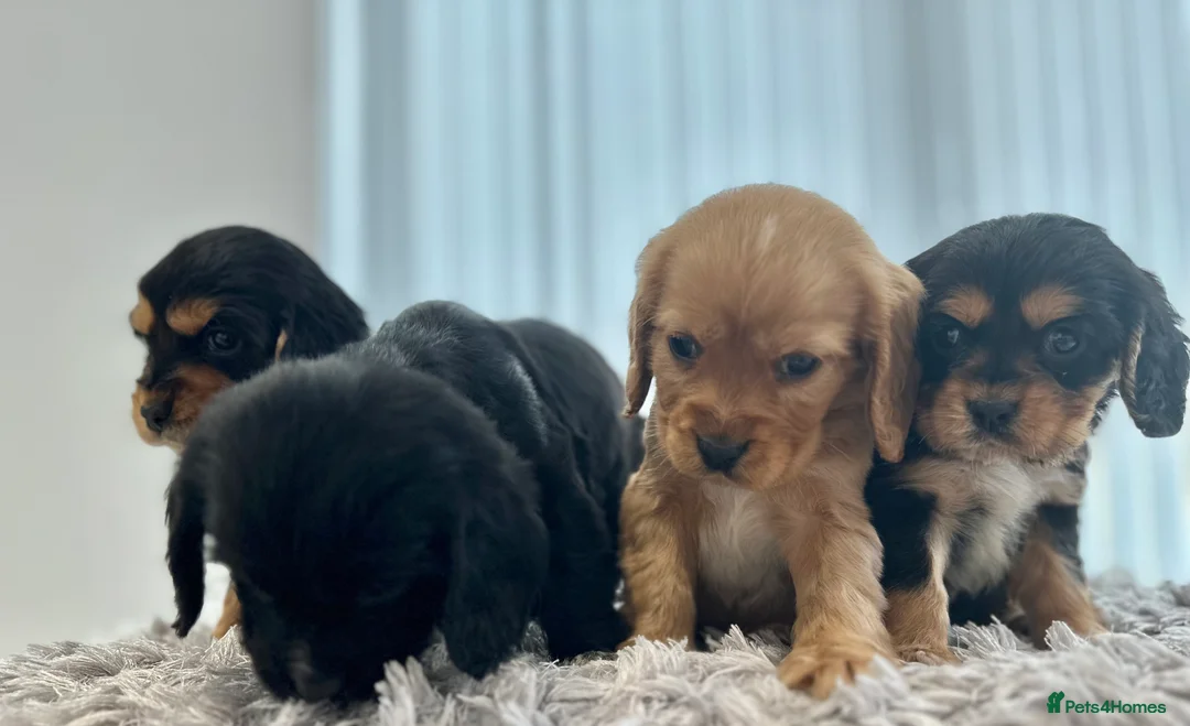 Cockalier dogs for sale: Cocker Spaniel Cavalier King Charles Puppy puppies - Advert 12