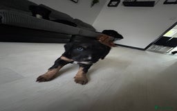 Mixed Breed dogs for sale: KC COCKER X MINI COLLIE PUPS  - Advert 20