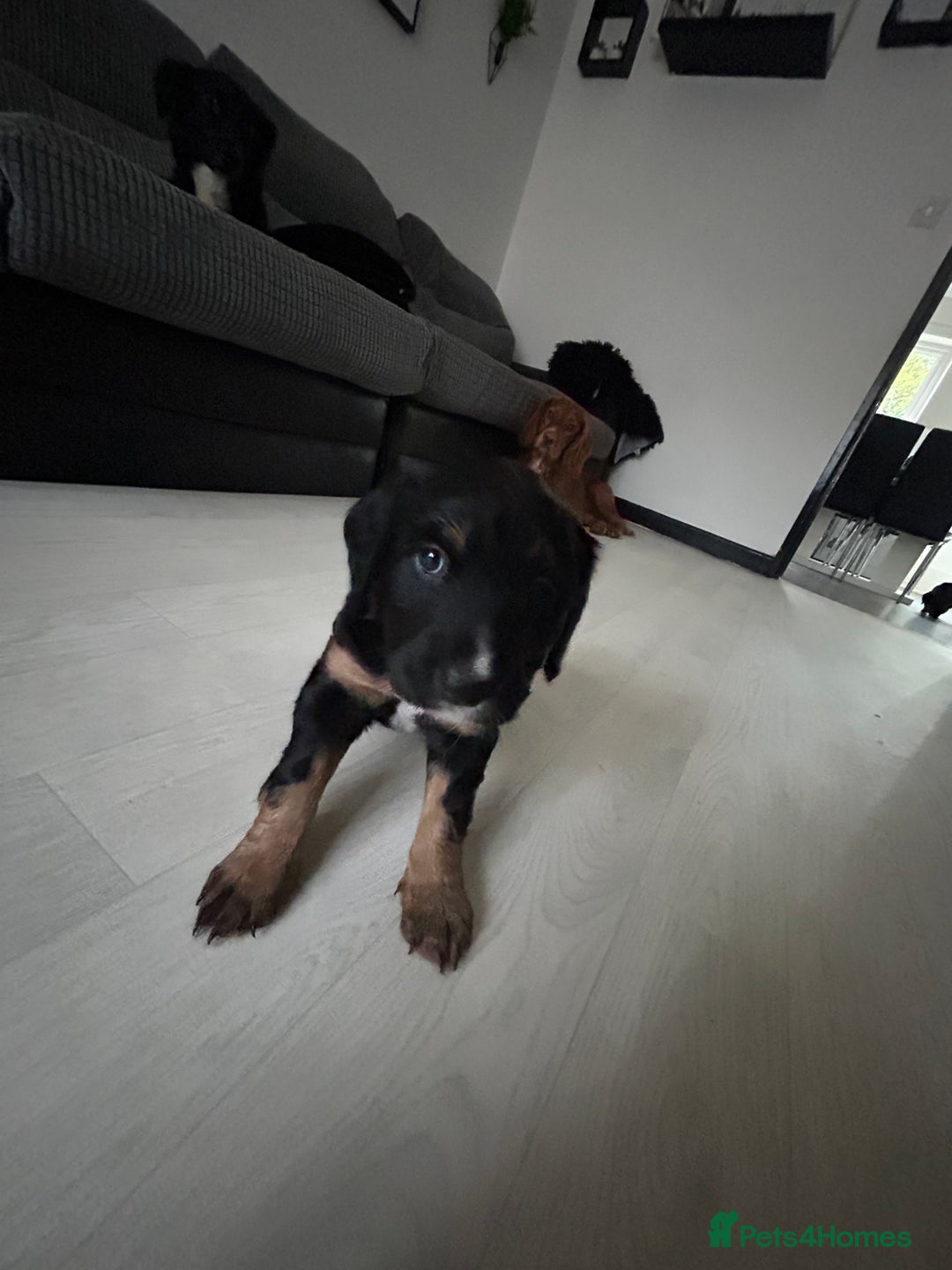 Mixed Breed dogs for sale: KC COCKER X MINI COLLIE PUPS  - Advert 20