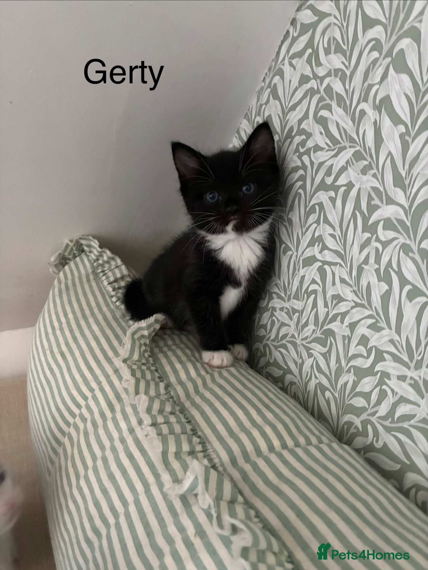 Mixed Breed cats Ragdoll cross kittens  - Advert 2