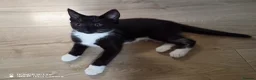 Mixed Breed cats for sale: Adorable baby girls for sale  - Advert 4