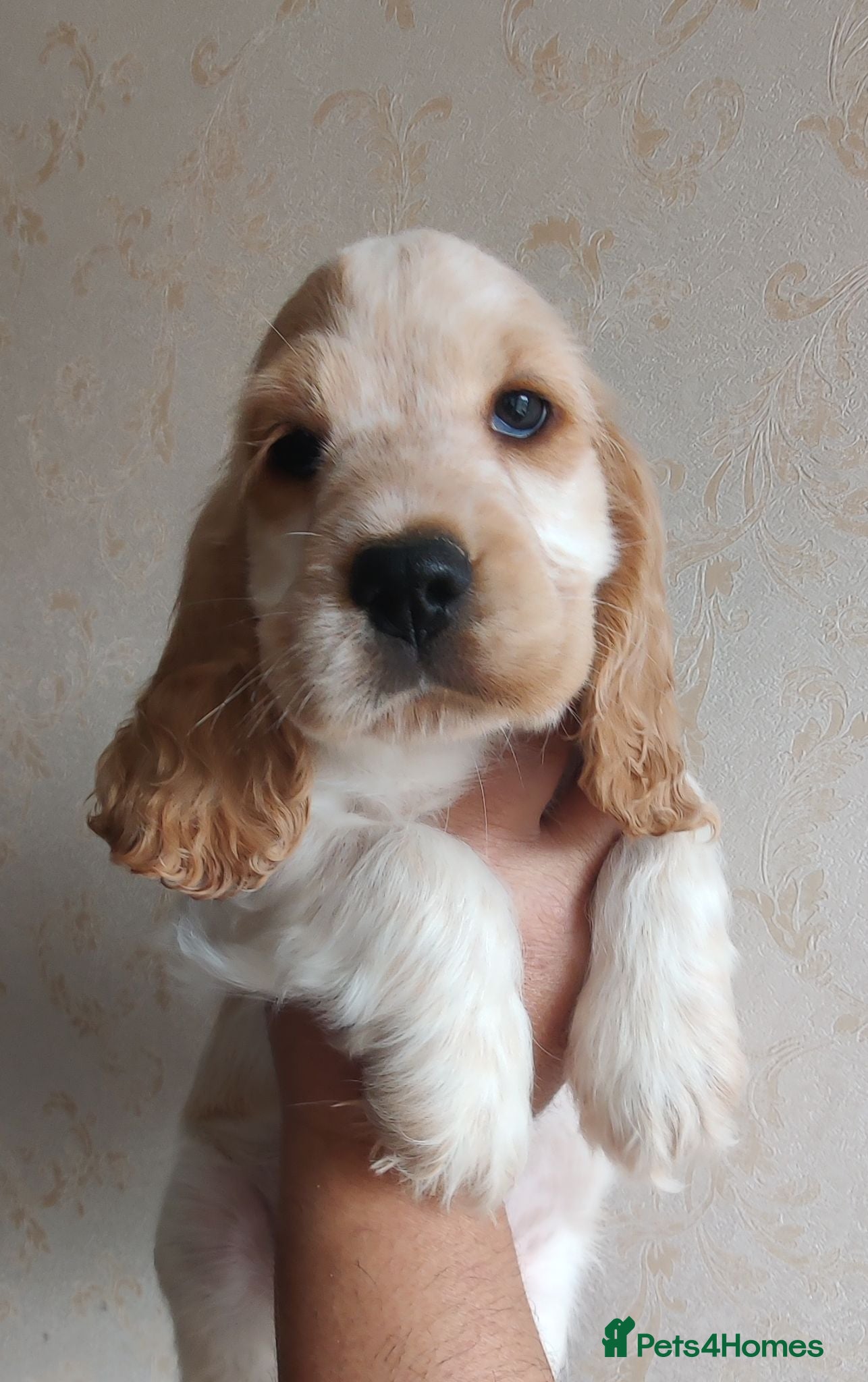 Cocker Spaniel dogs Stunning Show Type Cocker Spaniels  - Advert 2