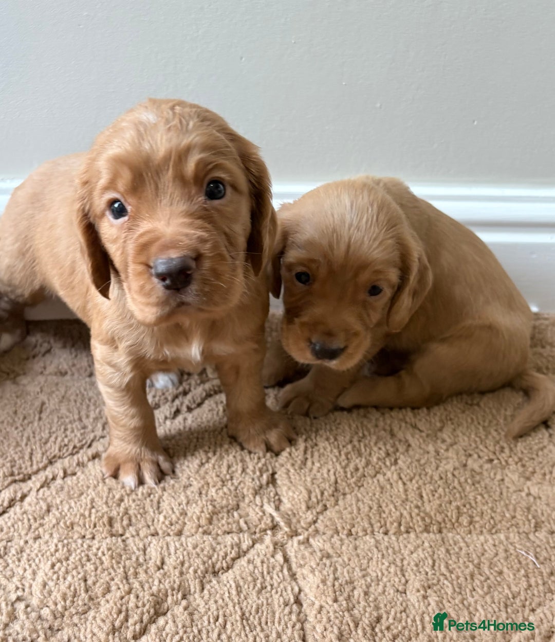Cocker Spaniel dogs for sale: Stunning cocker spaniel puppies  - Image 8