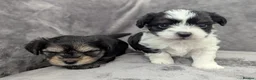 Chorkie dogs for sale: Chorkie puppies  - Advert 10