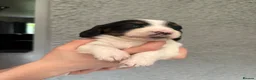 Miniature Dachshund dogs for sale: Miniature Dachshund - Advert 7
