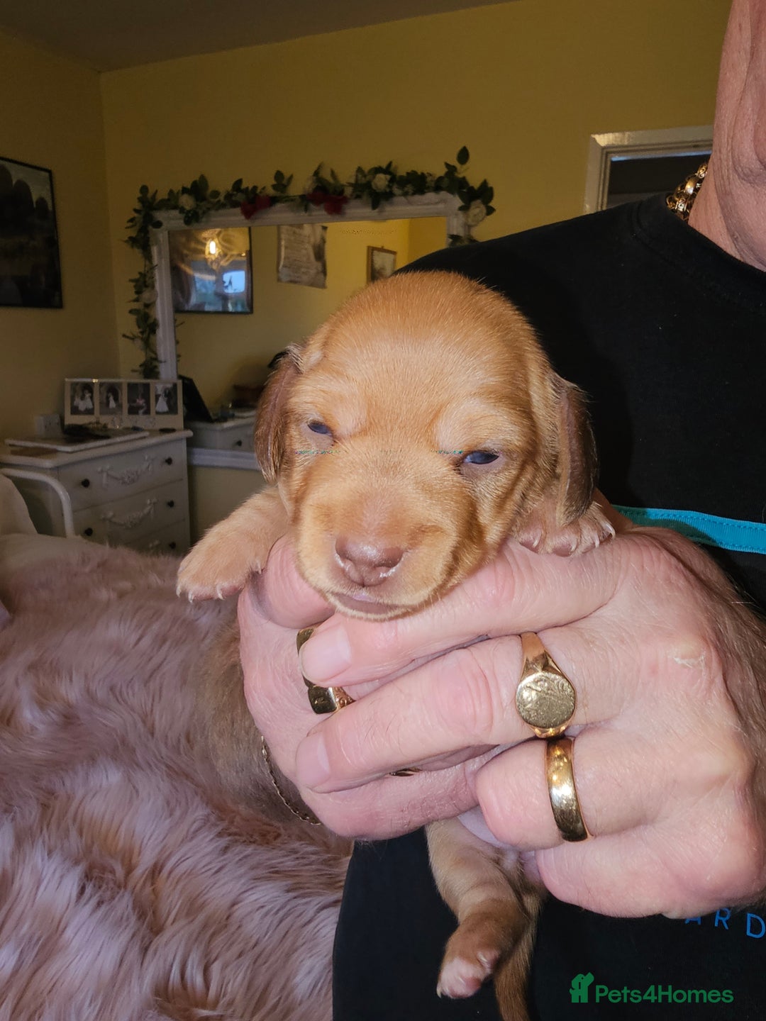 Dachshund dogs for sale: Dachshund puppies - Advert 12