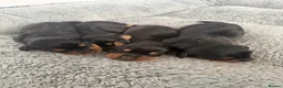 Mixed Breed dogs for sale: Doxiepoos - Advert 7