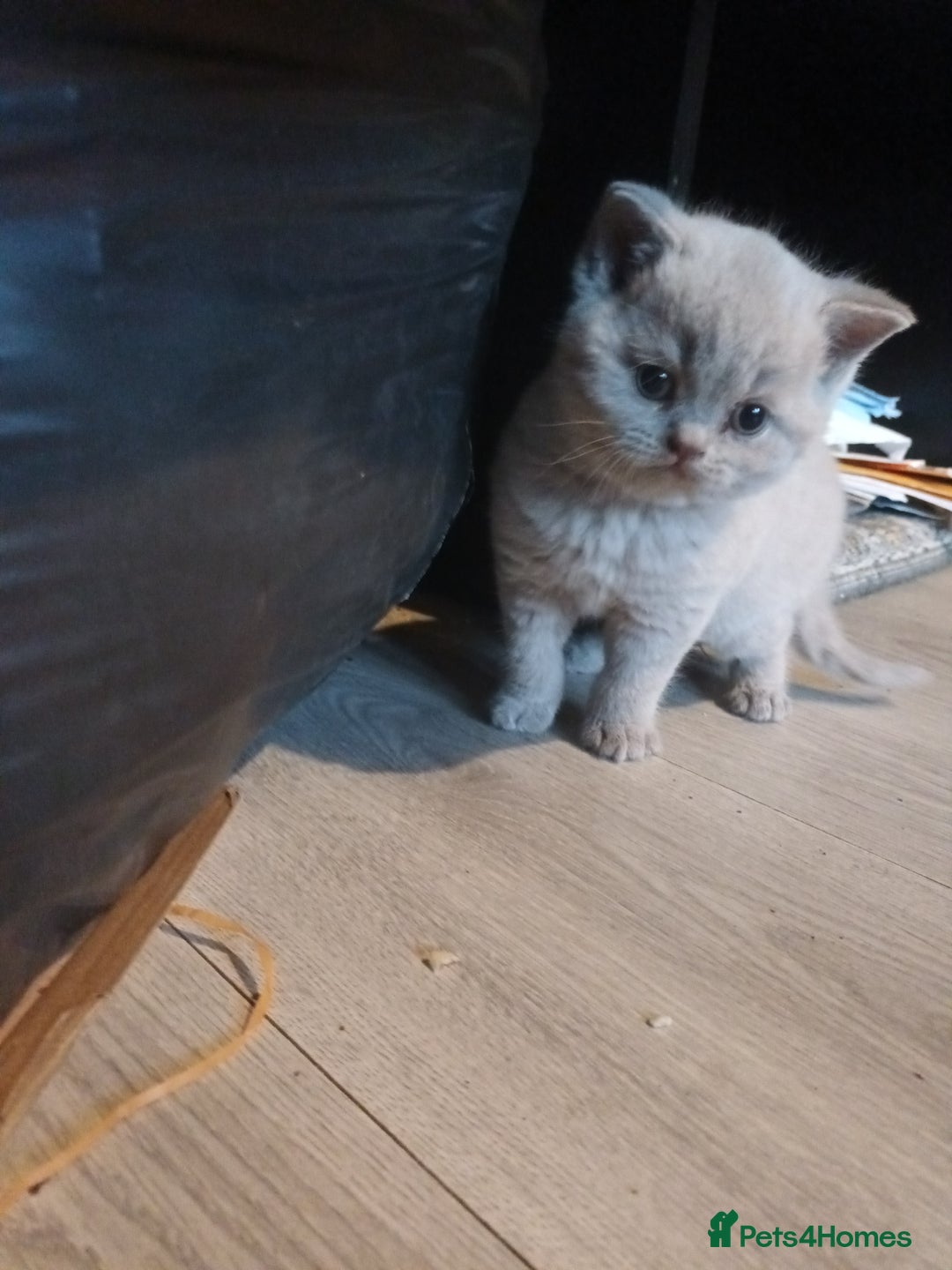 British Shorthair cats for sale: ONLY ONE FEMALE BRITISH SHORTHAIR LEFT - Advert 3