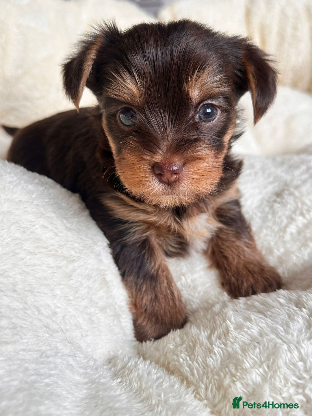 Yorkshire Terrier dogs for sale: DNA tested parents - Yorkie puppies  - Image 20