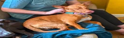 Mixed Breed dogs for adoption: Shadow - Podenco Maneto  in Birmingham - Advert 15