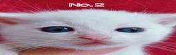 Mixed Breed cats for sale: Ready Now - Trained Ragdoll Mix Kittens Blue Eyes - Advert 24