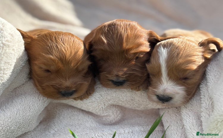 Cockapoo dogs - Advert 15