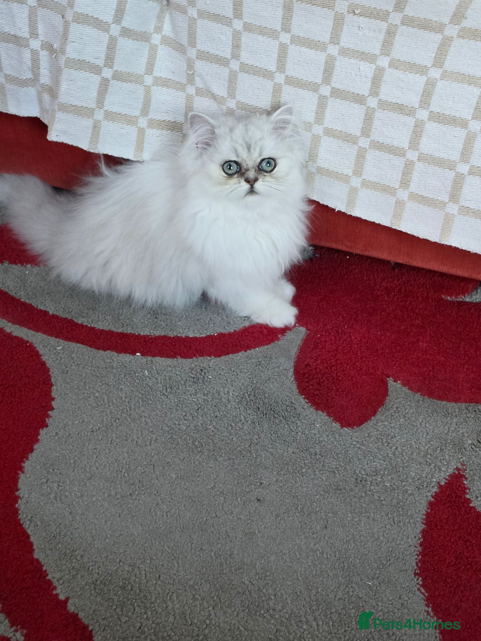 Persian cats Persian chinchilla - Advert 4