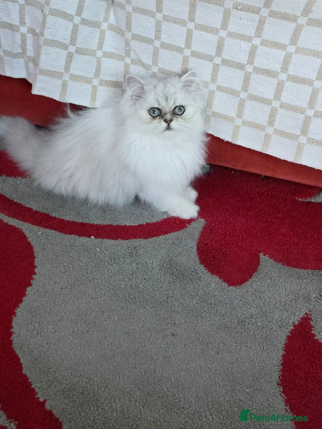 Persian cats for sale: Persian chinchilla - Advert 1